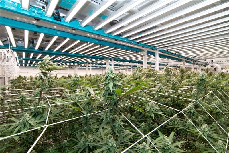 Professional grow lights in action